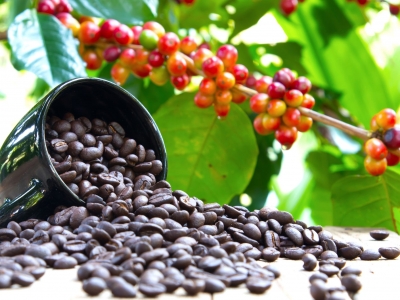 Giá cà phê hôm 10/5: Arabica hồi phục, đà tăng của Robusta khá rõ
