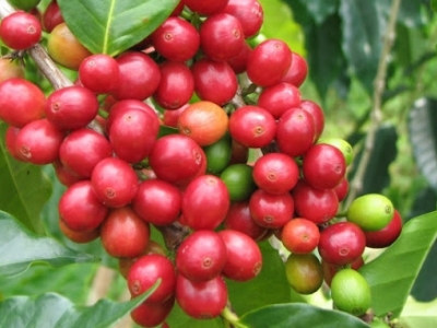 Giá cà phê 10/11: Biến động nhẹ phiên đầu tuần, 2 lý do sẽ giúp giá cà phê Robusta tăng