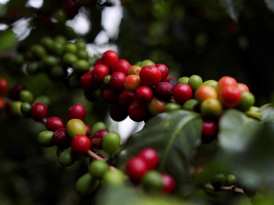Giá cà phê hôm 11/3: Arabica tăng trở lại khi xuất khẩu Brazil giảm sâu