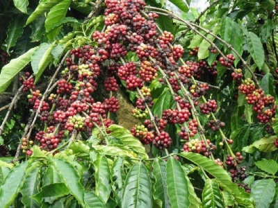 Giá cà phê 12/9: Đồng loạt tăng 300 đồng/kg, cao nhất ở Đắk Lắk