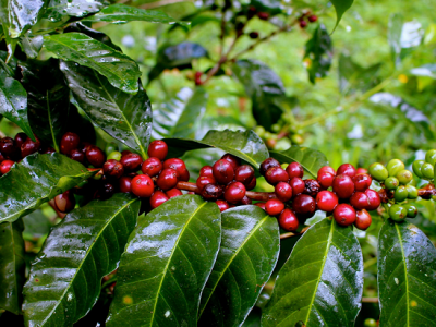 Giá cà phê 14/11: Cao nhất 34.000 đồng/kg, nguyên nhân của chuỗi ngày tăng giá ấn tượng