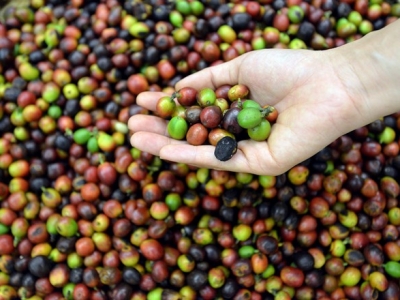 Giá cà phê 15/10: Bất ngờ tăng mạnh, giới đầu cơ tăng sức ép trước niên vụ mới ở Việt Nam