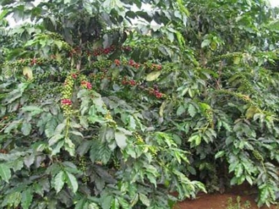 Giá cà phê hôm 15/11: Liên tục lập kỷ lục trên sàn, vì sao thị trường trong nước vẫn chưa