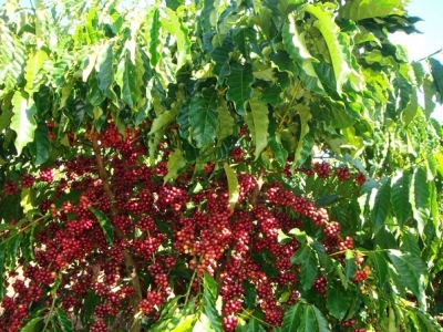 Giá cà phê hôm 16/10: Giá trên 40.000 đồng/kg, nông dân lo lắng không có lãi trước vụ thu hoạch mới