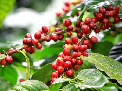 Giá cà phê 18/9: Thị trường thế giới bất lợi, cà phê xuất khẩu Việt Nam hưởng lợi từ EVFTA