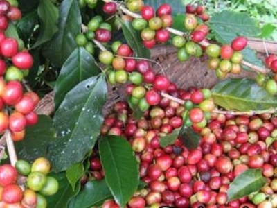 Giá cà phê hôm 19/10: Sức mua chùng lại, hàng hóa ùn ứ tác động tiêu cực đến cà phê thế giới