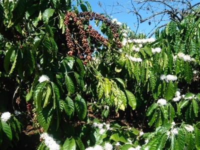 Giá cà phê hôm 20/10: Đồng loạt quay đầu tăng, nguồn cung từ Brazil giảm tiếp tục hỗ trợ đà tă