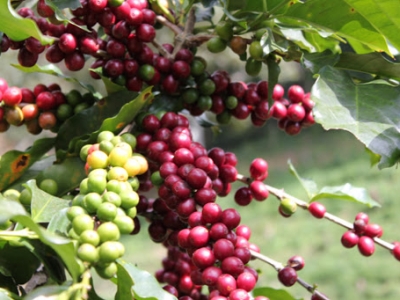 Giá cà phê 23/10: Tăng 500 đồng/kg, vượt mốc 32 triệu đồng/tấn