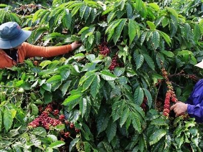 Giá cà phê 24/10: Tiếp tục tăng, lo ngại La Nina khiến nhà đầu tư quay về đầu cơ cà phê