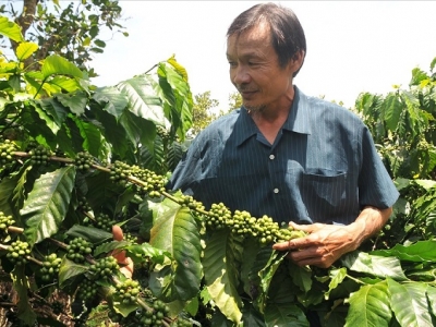 Giá cà phê hôm  26/11: Robusta tăng nhẹ, cà phê xuất khẩu kỳ vọng lập lại ngưỡng 3 tỷ USD