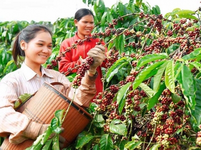 Giá cà phê hôm 3/11: Đầu cơ bán tháo cà phê trên sàn, Robusta còn nguyên mối lo nguồn cung chậm trễ