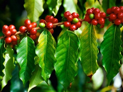 Giá cà phê 3/10: Cao nhất 31.500 đồng/kg ở Đắk Lắk, thị trường thế giới tăng nhẹ.
