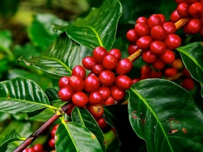 Giá cà phê hôm 20/7: Tiếp tục tăng khi tồn kho Arabica thấp kỷ lục