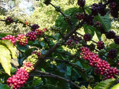 Giá cà phê hôm 5/3: Tiếp đà giảm nhưng các báo cáo đều lạc quan về giá trong năm 2021