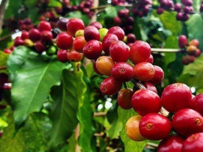 Giá cà phê 06/10: 3 lý do giúp giá cà phê những tháng cuối năm hồi phục đà tăng