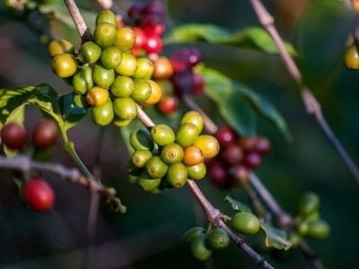 Giá cà phê hôm 09/5: Robusta rộng cửa tăng khi dự báo sản lượng giảm