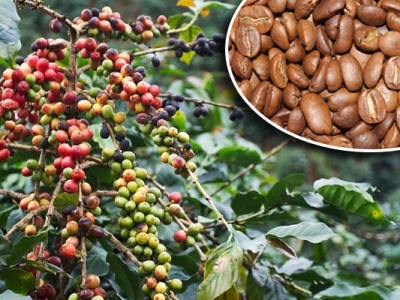 Giá cà phê hôm 8/10: Arabica tăng mạnh, Robusta thận trọng khi Việt Nam bước vào vụ thu hoạch