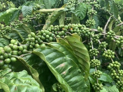 Giá cà phê hôm 16/5: Cùng tăng mạnh, trong nước vượt 56.000 đồng/kg