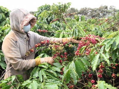 Giá cà phê hôm 10/3: Robusta tiếp tục tăng, trong nước đạt 41.000 đồng/kg