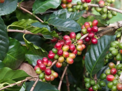 Giá cà phê hôm 10/4: Chuyên gia nhận định tuần này tăng hay giảm?