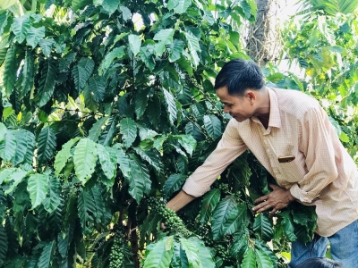 Giá cà phê hôm 24/11: Arabica kéo Robusta cùng giảm bất chấp USD đang yếu