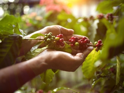 Giá cà phê hôm 10/6: Cà phê 2 sàn điều chỉnh sau đợt tăng nóng