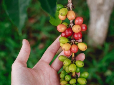 Giá cà phê hôm 11/4: Arabica điều chỉnh nhẹ sau tuần tăng giá tốt