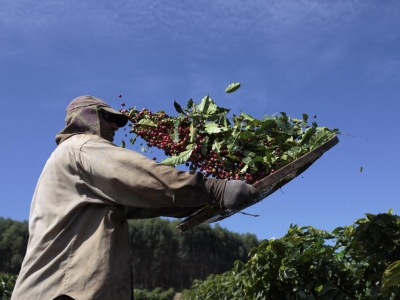 Giá cà phê hôm 11/7: Điểm sáng cà phê Việt 6 tháng đầu năm