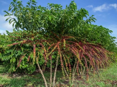 Giá cà phê hôm 11/9: tiếp tục tăng, Robusta nhiều lần định lên 5.000 USD/tấn