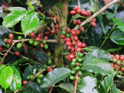 Giá cà phê hôm 11/9: Dự báo biến động mạnh, điều gì sẽ quyết định?