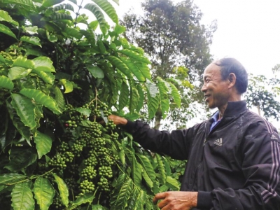 Giá cà phê hôm 12/7: Đồng USD cao ngất ngưởng đè cà phê giảm sâu