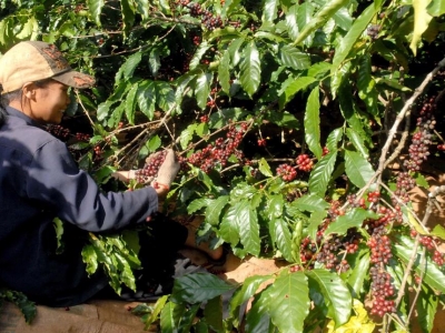 Giá cà phê hôm 12/4: Robusta bất ngờ tăng mạnh, đâu là nguyên nhân?