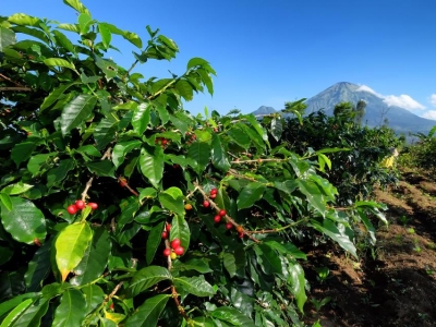 Giá cà phê hôm 12/5: Nguyên nhân thị trường giảm sốc, mất đến 1.200 đồng/kg