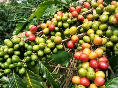 Giá cà phê hôm 12/7: Thường trực mối lo thiếu nguồn cung Robusta toàn cầu