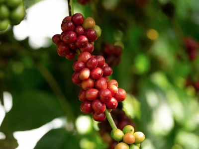 Giá cà phê hôm 12/9: Tăng mạnh, lấy lại mốc 66.000 đồng/kg