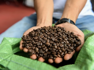 Giá cà phê hôm 27/10: Giảm liền 3 ngày, cà phê còn xuống đến đâu?