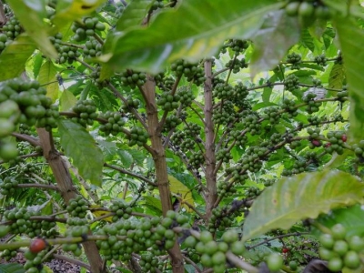 Giá cà phê hôm 13/10: Đầu cơ rút vốn, chờ dữ liệu CPI từ Mỹ