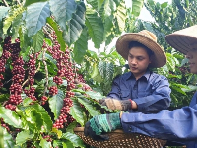 Giá cà phê hôm 13/3: Chuyên gia nhận định gì về giá Robusta tuần này?
