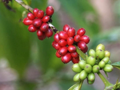 Giá cà phê hôm 13/4: Robusta tiếp tục tăng, nguồn cung đang gặp khó