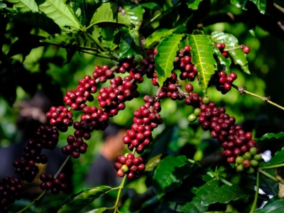 Giá cà phê hôm 13/4: tiếp tục tăng sốc, trong nước cán mốc 110.000 đồng/kg