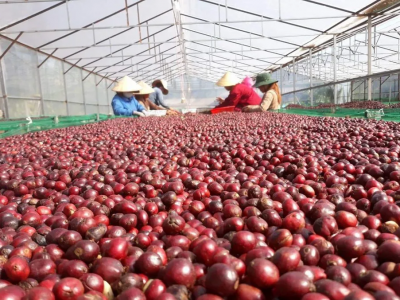 Giá cà phê hôm 13/8/2025: đồng USD chặn đà lao dốc của cà phê 2 sàn