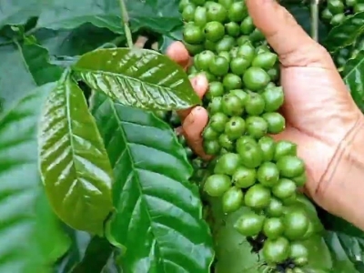 Giá cà phê hôm 13/9: Robusta tăng liên tiếp, duy trì trên mốc 5.000 USD/tấn