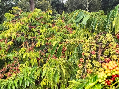 Giá cà phê hôm 14/10: 3 nhân tố chính ảnh hưởng giá cả tuần này