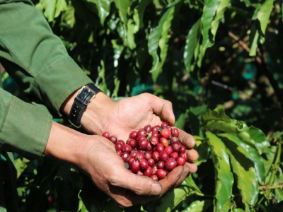 Giá cà phê hôm 14/6: Robusta tăng, thị trường khan hiếm cà phê giống