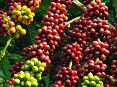 Giá cà phê hôm 15/10: 3 nguyên nhân khiến cà phê giảm không phanh