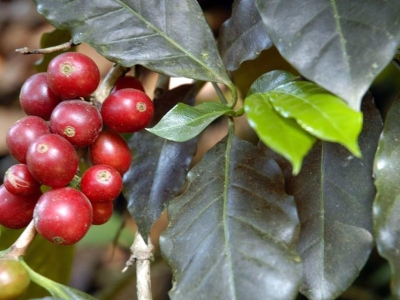 Giá cà phê hôm 06/5: Vốn dồn về từ vàng giúp cà phê tăng mạnh