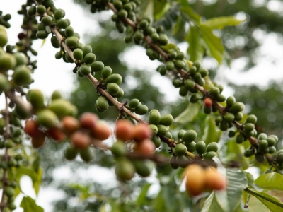 Giá cà phê hôm 16/9: Robusta tăng mạnh, trong nước thêm 1.000 đồng/kg