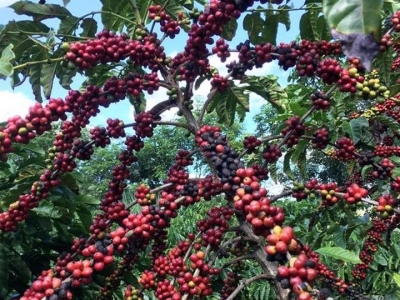 Giá cà phê hôm 15/9: Điểm tích cực khi lạm phát Mỹ đang gây sốc