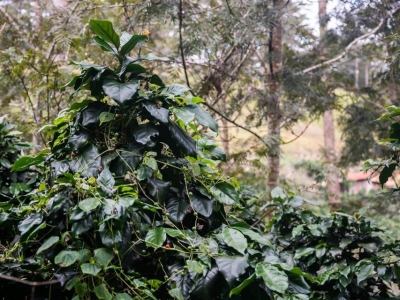 Giá cà phê hôm 15/9: Robusta tiếp tục tăng, nguồn cung Việt Nam cạn kiệt