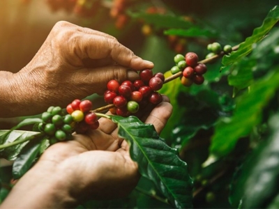 Giá cà phê hôm 1/6: Tăng gần 10.000 đồng/kg trong tháng 5/2023